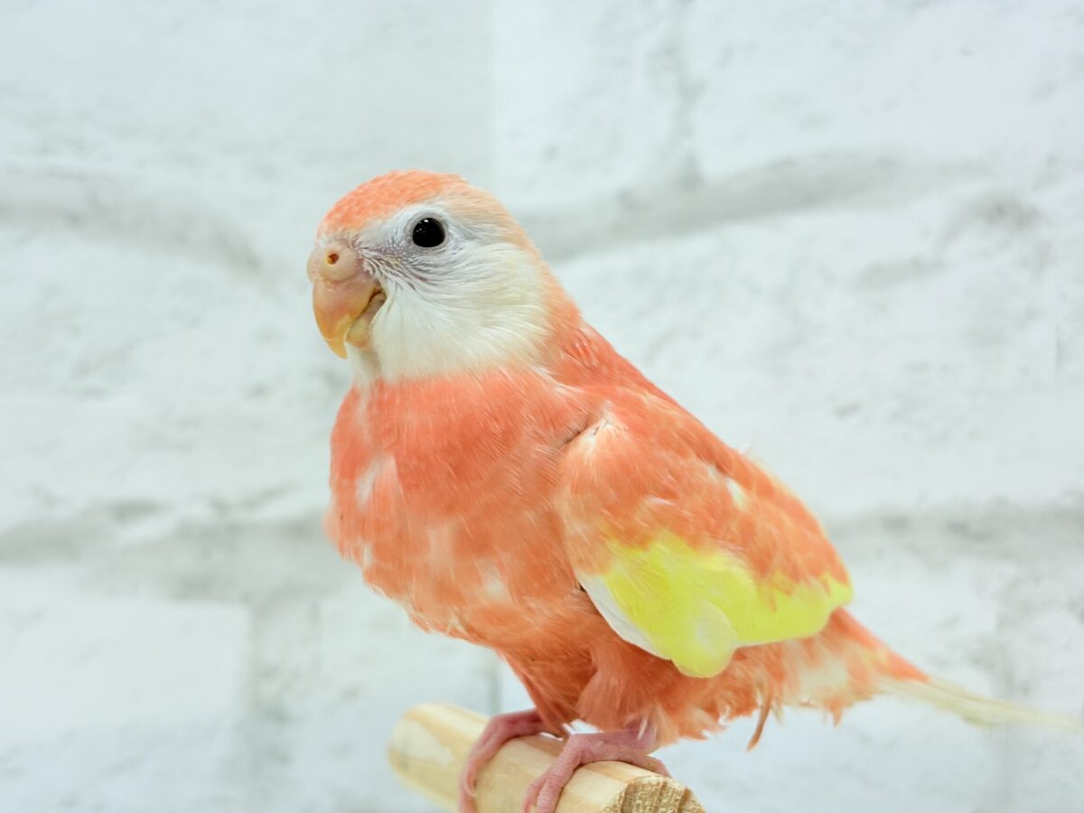 アキクサインコ（秋草インコ）