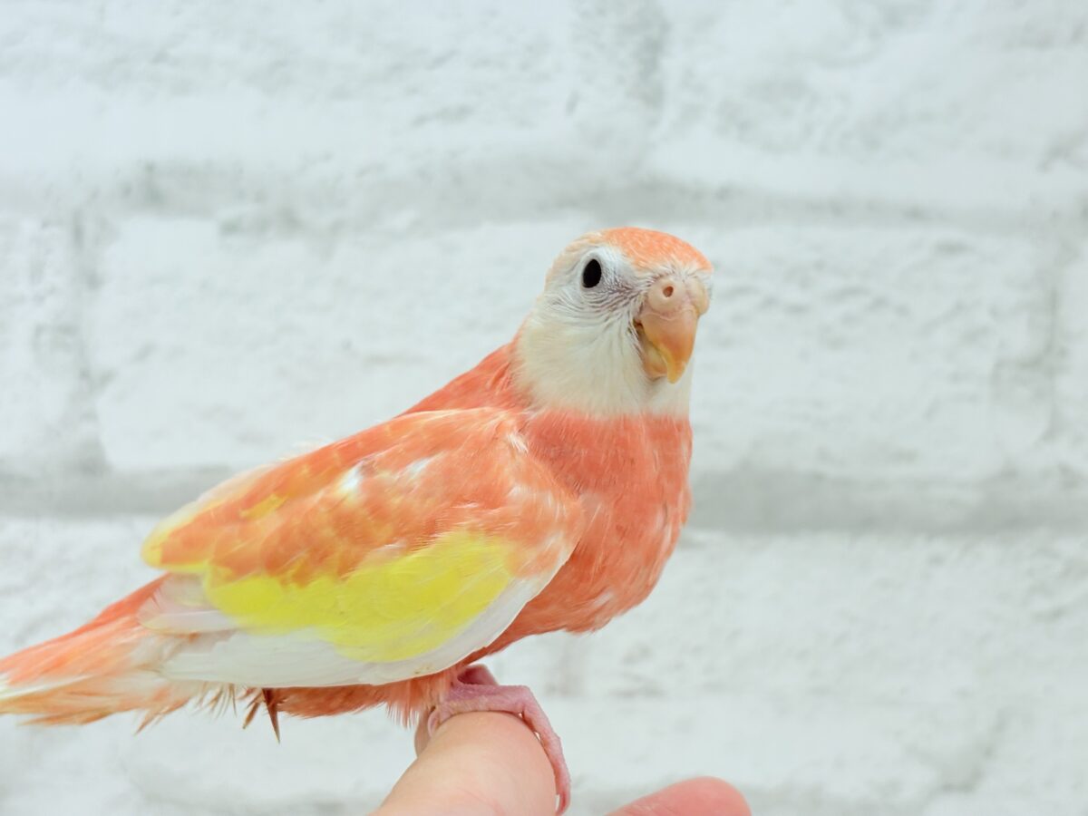 アキクサインコ（秋草インコ）