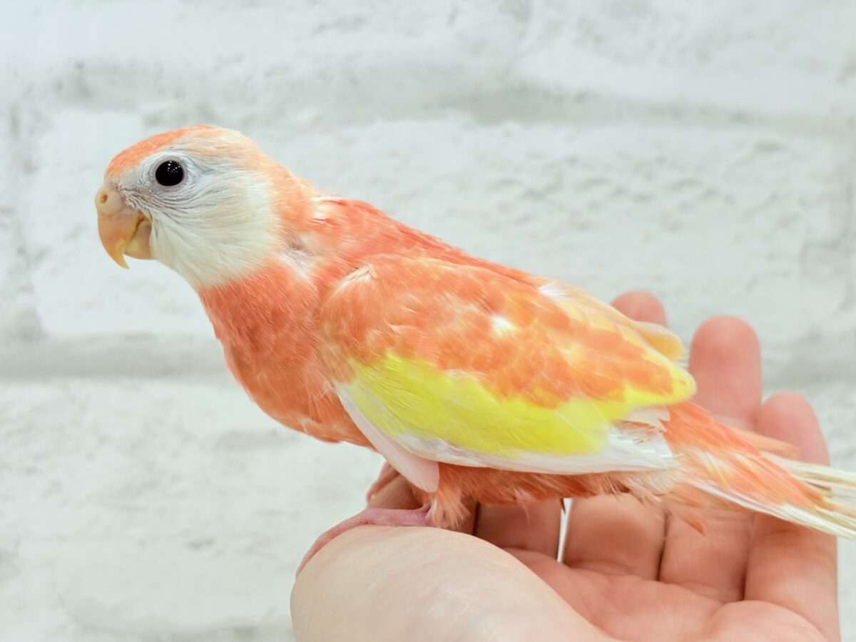 アキクサインコ（秋草インコ）