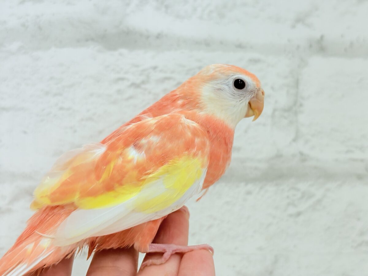 アキクサインコ（秋草インコ）