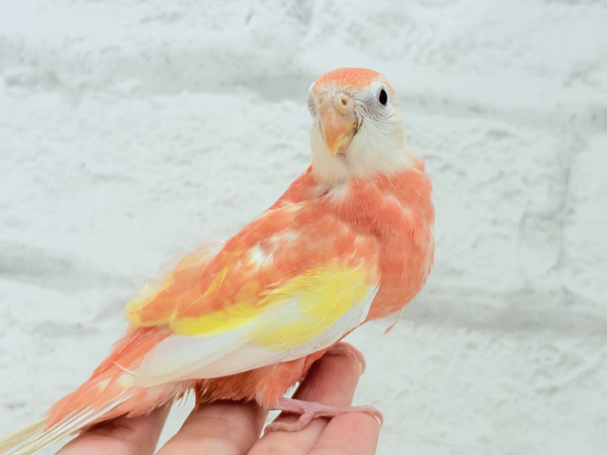 アキクサインコ（秋草インコ）