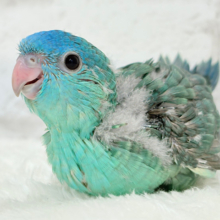 【最新画像更新🪄】キラキラ光る宝石カラー💎.*サザナミインコ(ターコイズ) ヒナ