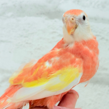 【最新画像更新🪄】フレッシュピーチ🍑💖アキクサインコ(ルビノー) ヒナ