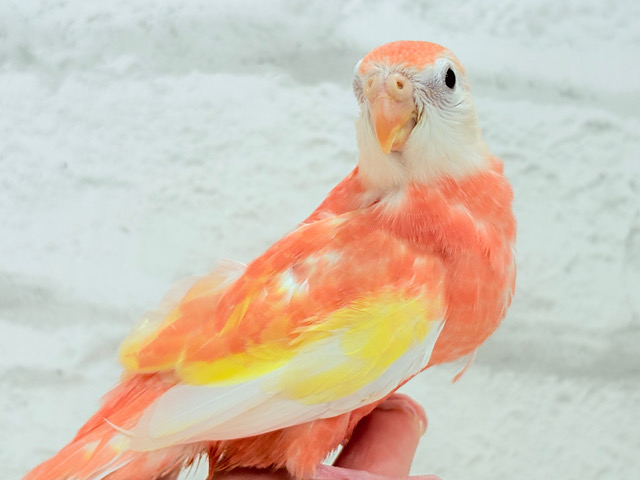 【最新画像更新🪄】フレッシュピーチ🍑💖アキクサインコ(ルビノー) ヒナ