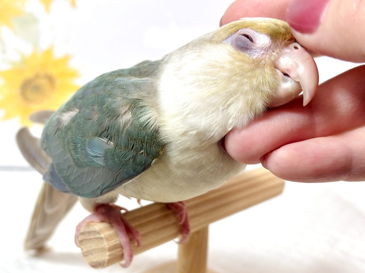 ウロコインコ シナモンブルーファロー 🌿🫖🍒✨ ホオミドリウロコインコ