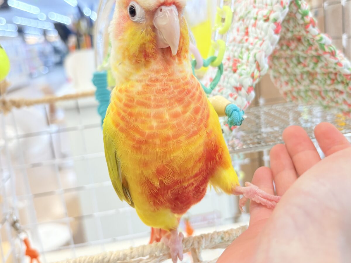 ホオミドリウロコインコ