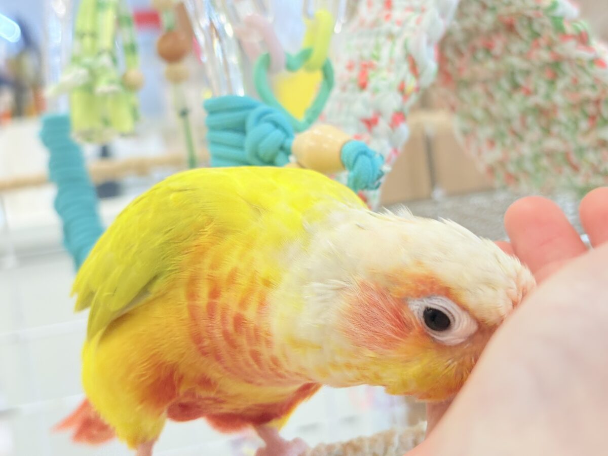 ホオミドリウロコインコ