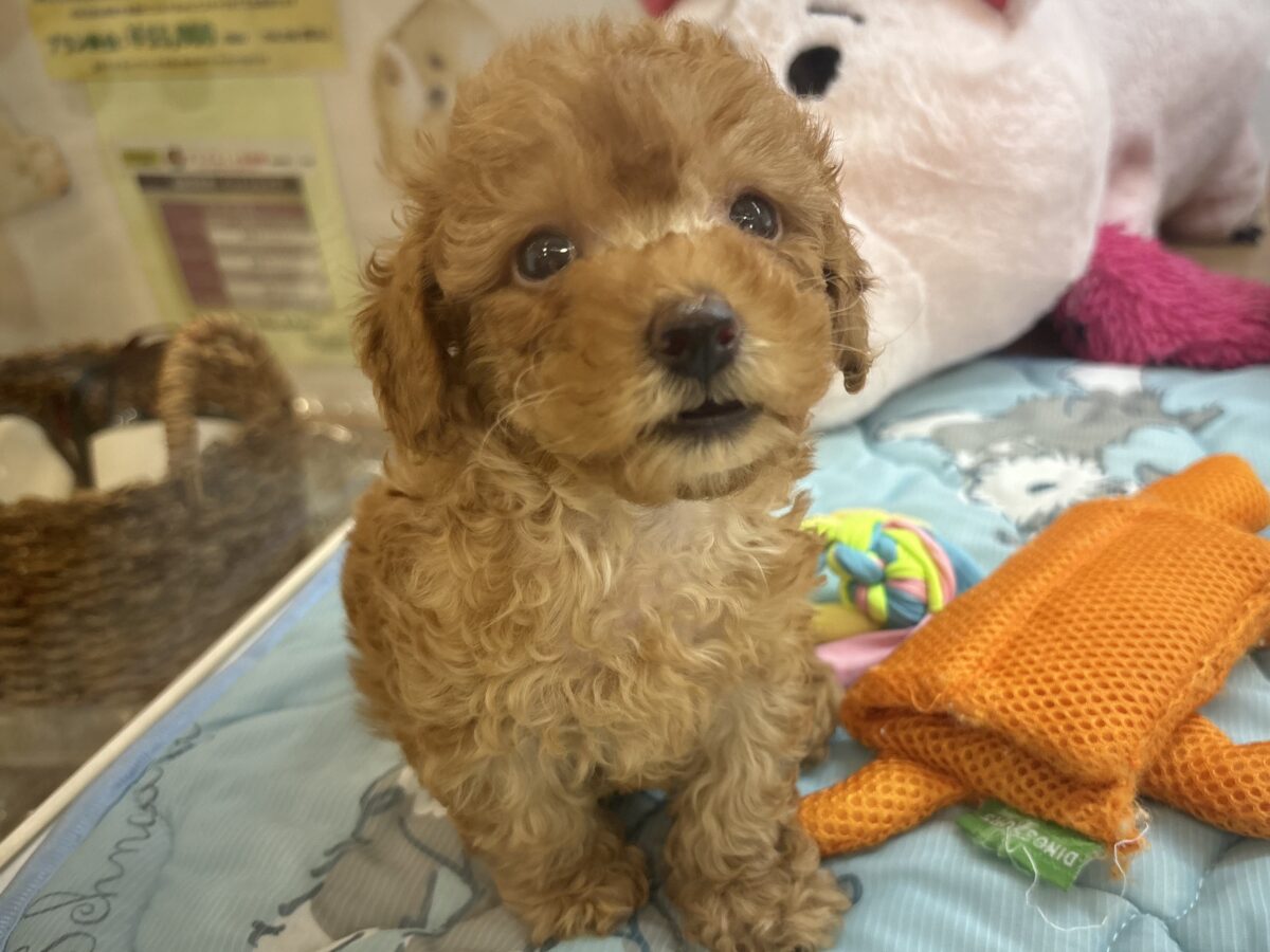 超ホヤホヤ最新画像✨私の愛の叫びを受け止めて〜♥トイプードルちゃん! トイプードル