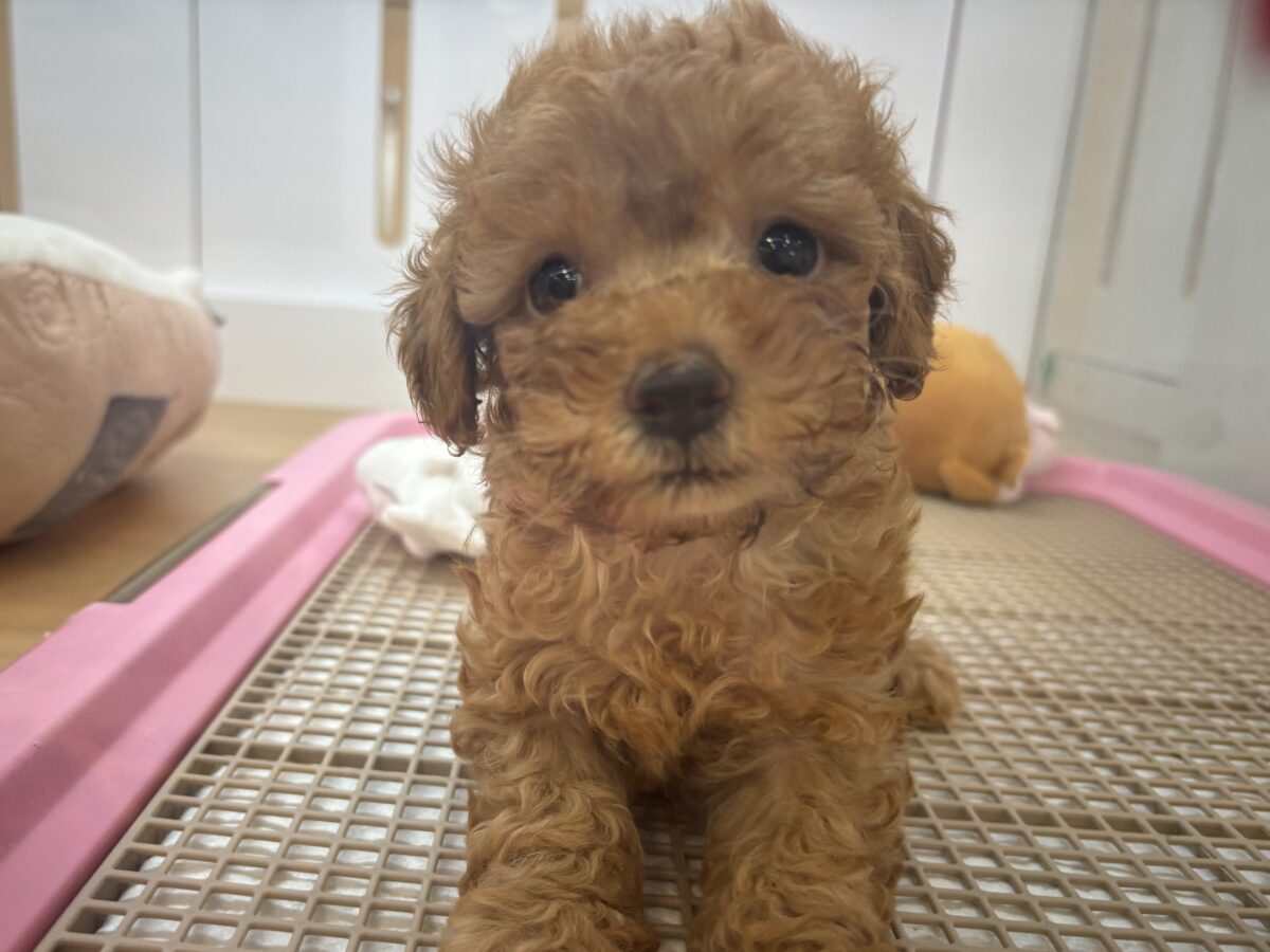 超ホヤホヤ最新画像✨私の愛の叫びを受け止めて〜♥トイプードルちゃん! トイプードル