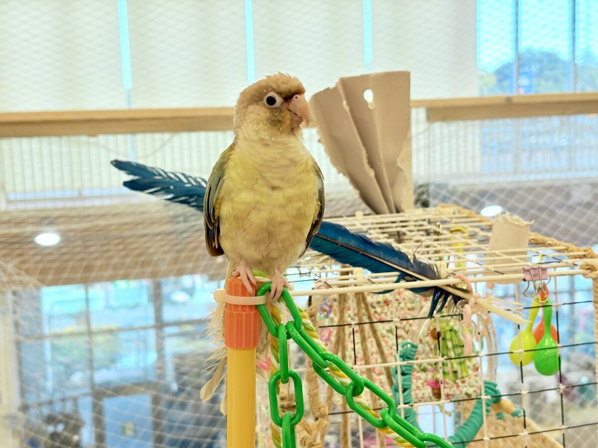 ホオミドリウロコインコ