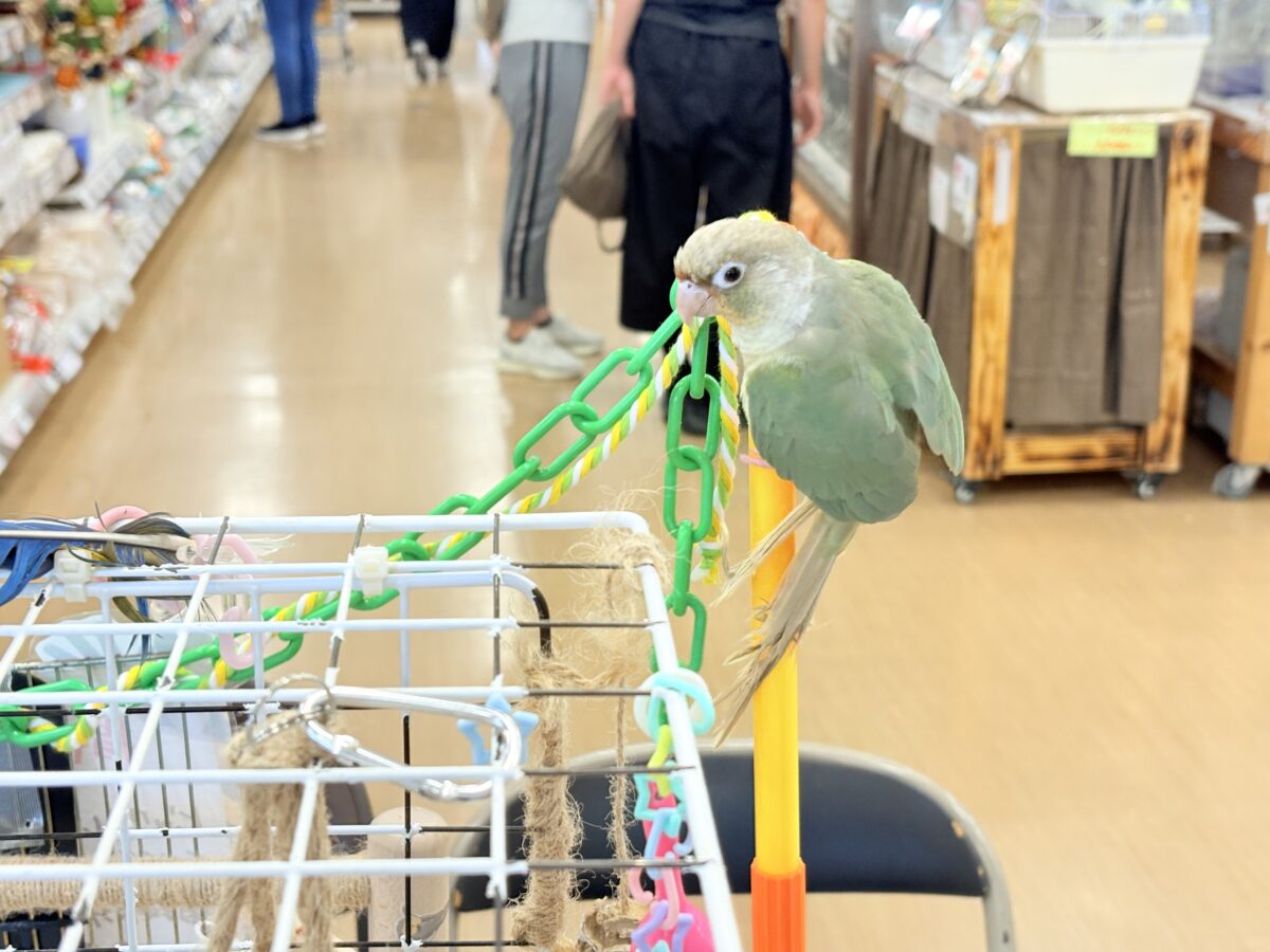 ホオミドリウロコインコ