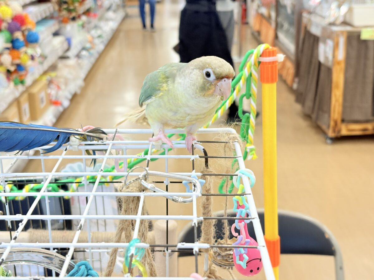 ホオミドリウロコインコ