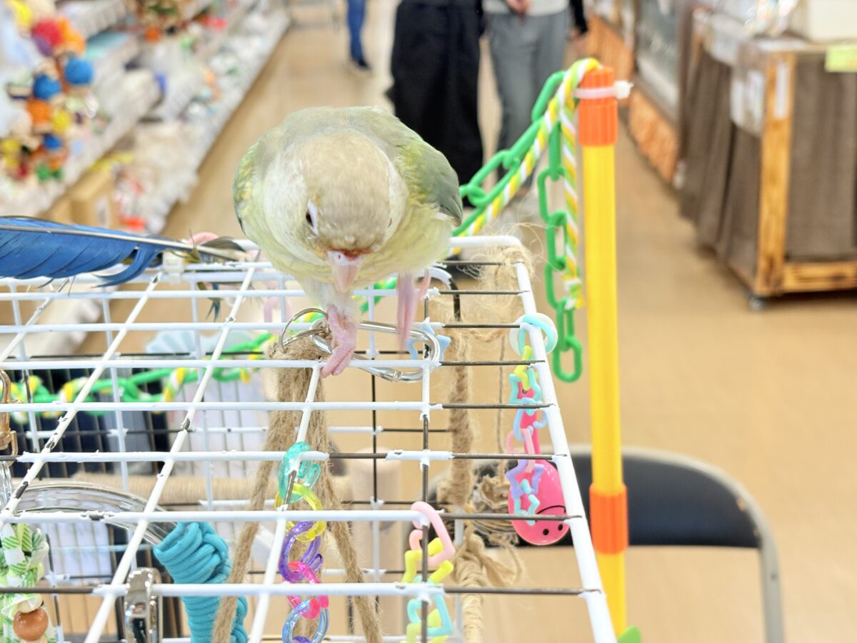 ホオミドリウロコインコ