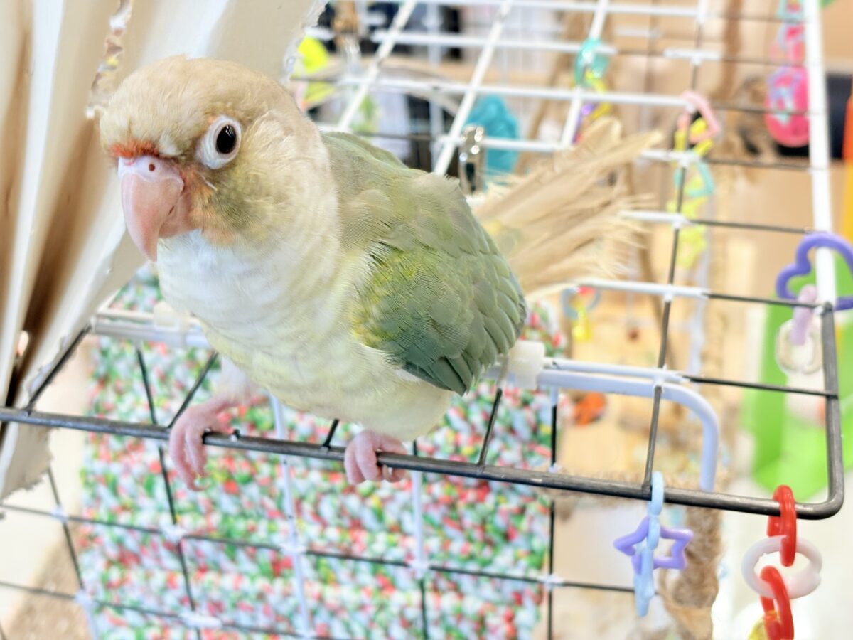 ホオミドリウロコインコ