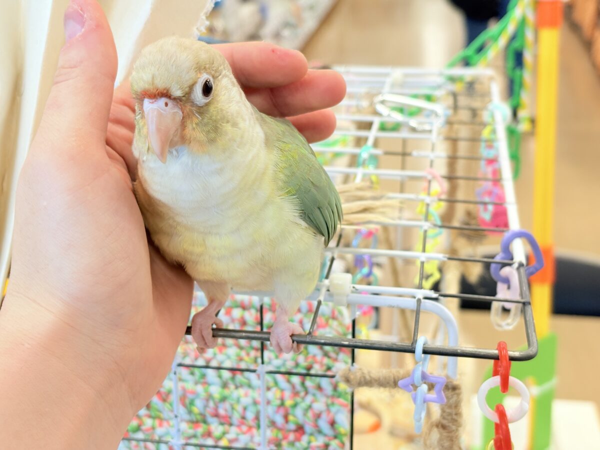 ホオミドリウロコインコ
