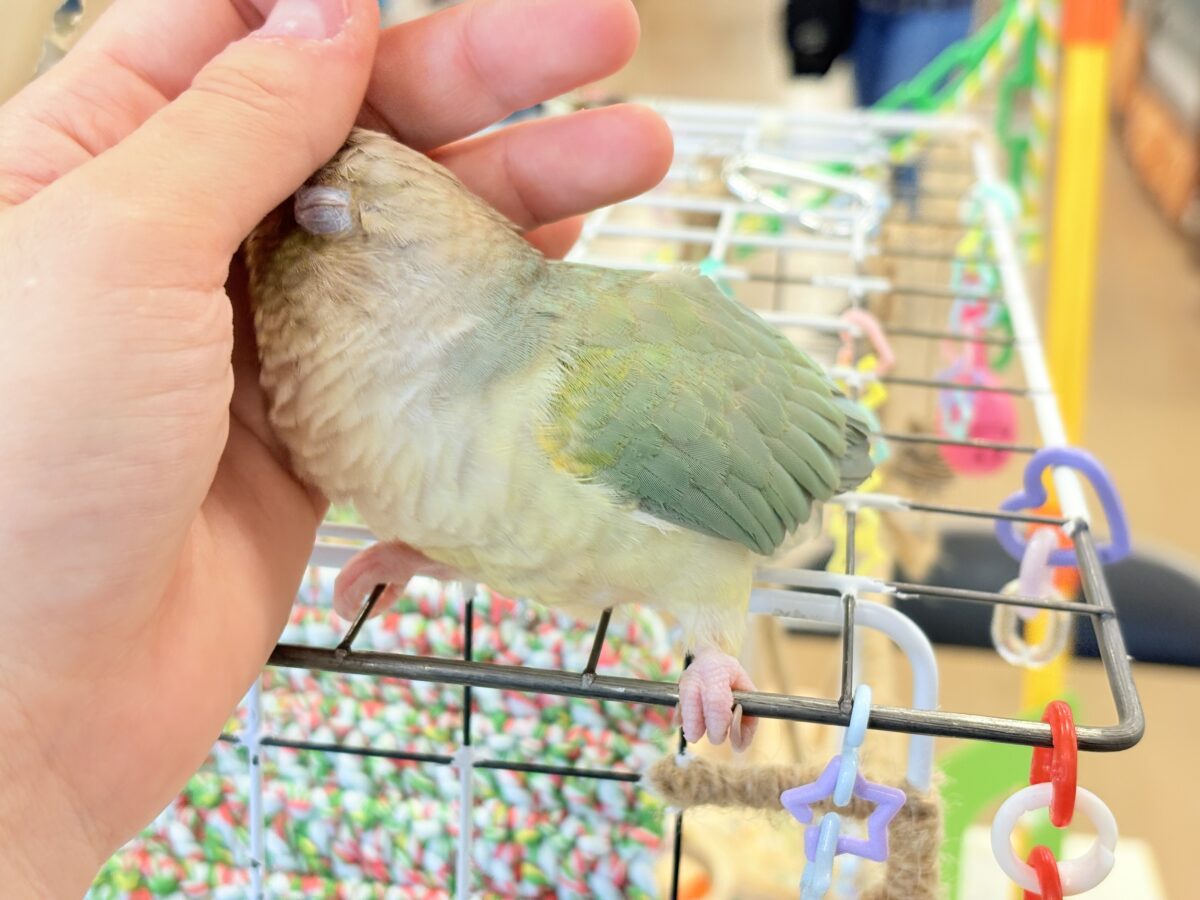ホオミドリウロコインコ