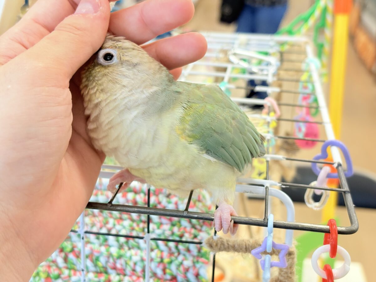 ホオミドリウロコインコ