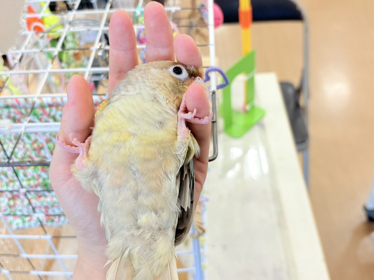 ホオミドリウロコインコ