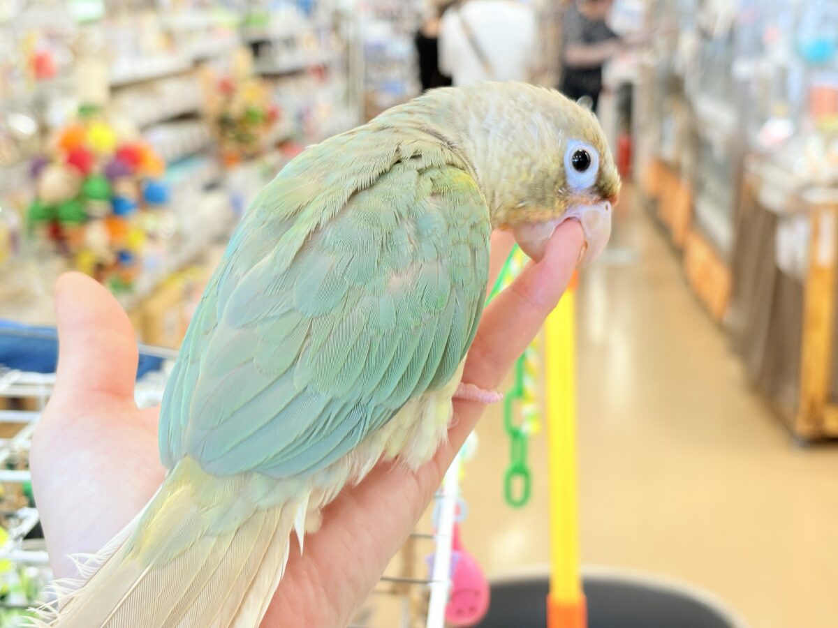 ホオミドリウロコインコ