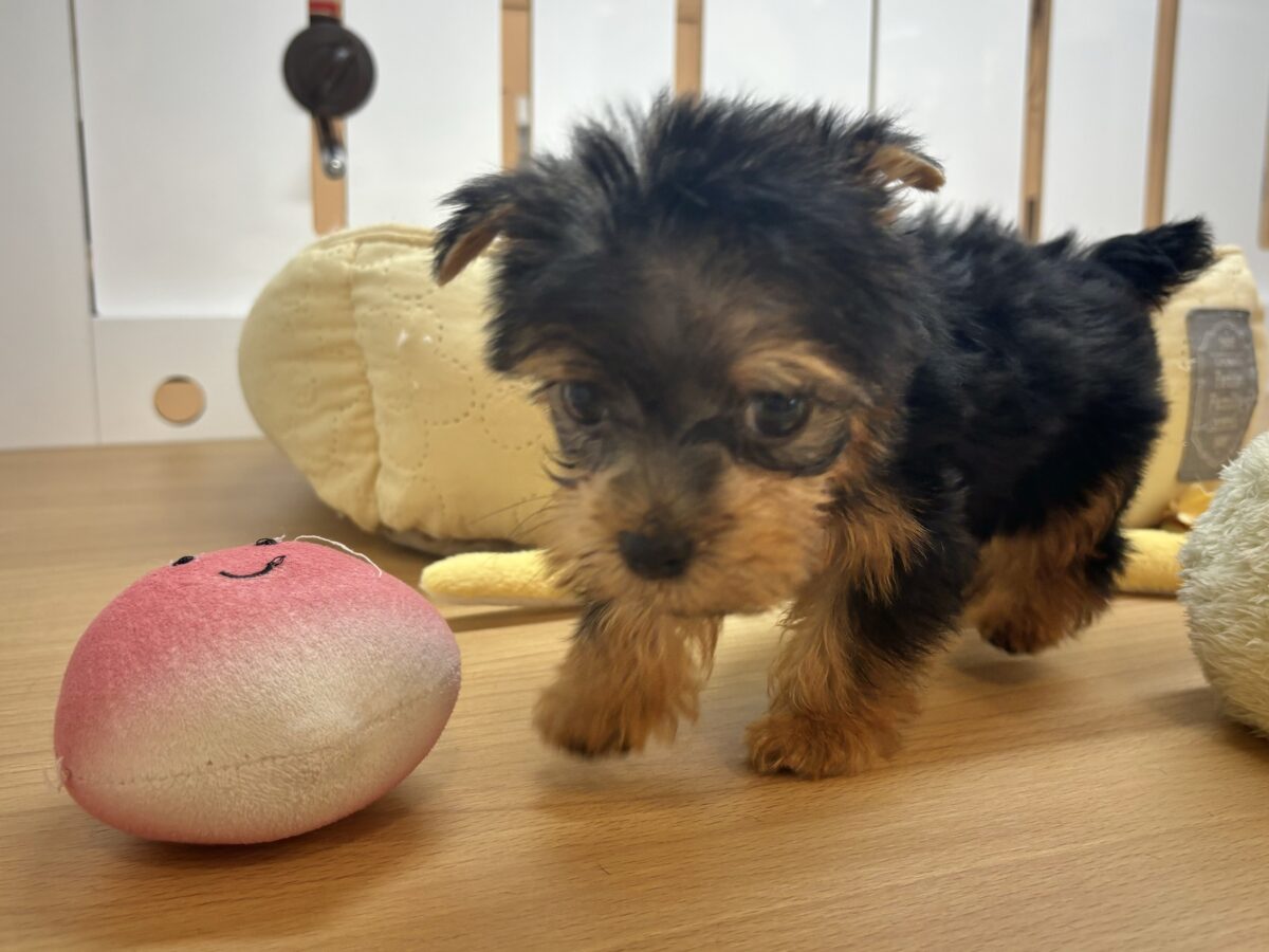 ちっちゃなかわい子ちゃん🎀ヨーキーちゃん! ヨークシャテリア