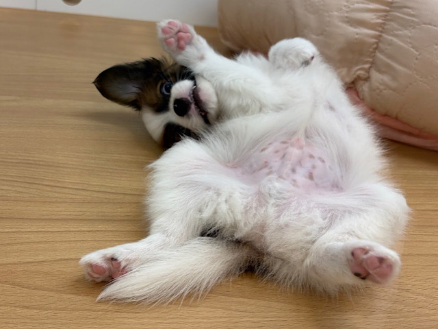 パピヨン