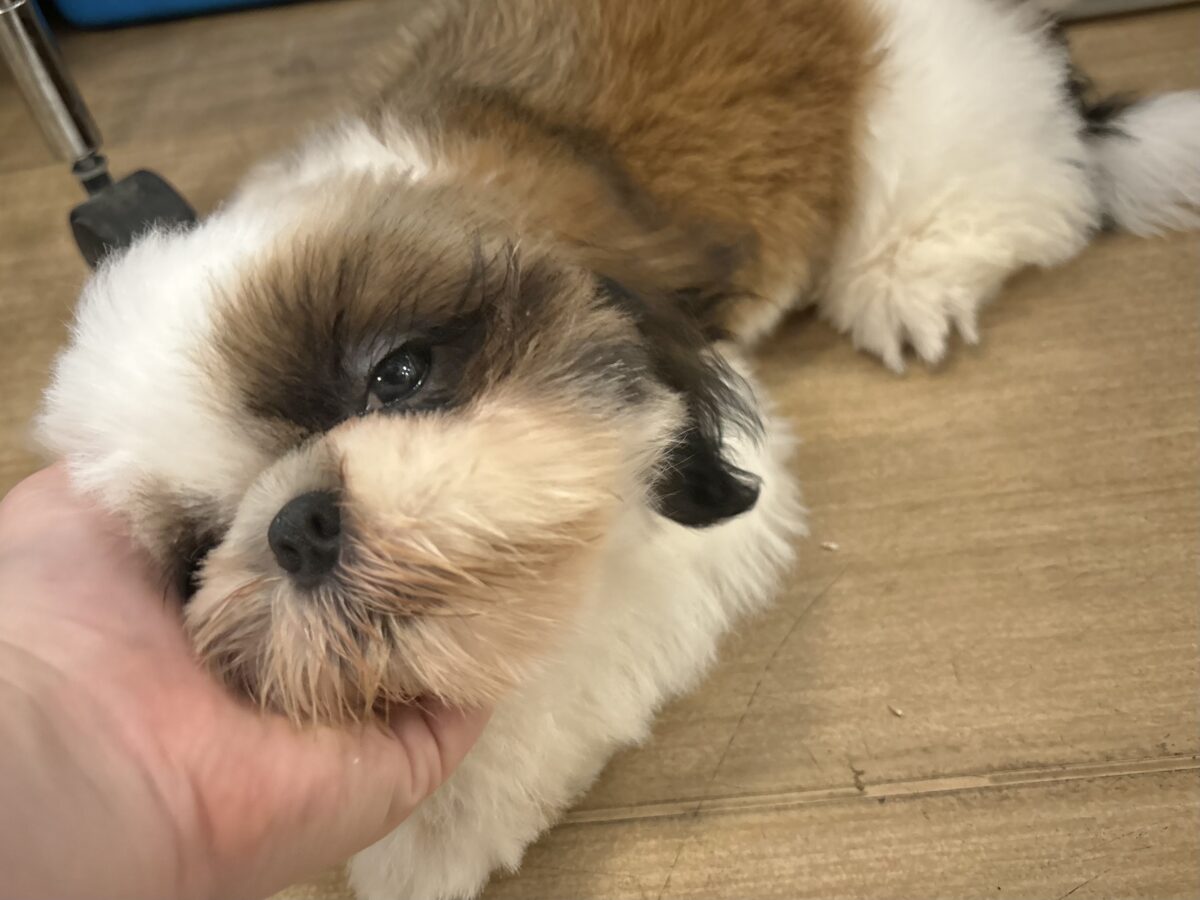 超ホヤホヤ最新画像✨愛の突撃準備完了〜!!!シーズーくん! シーズー