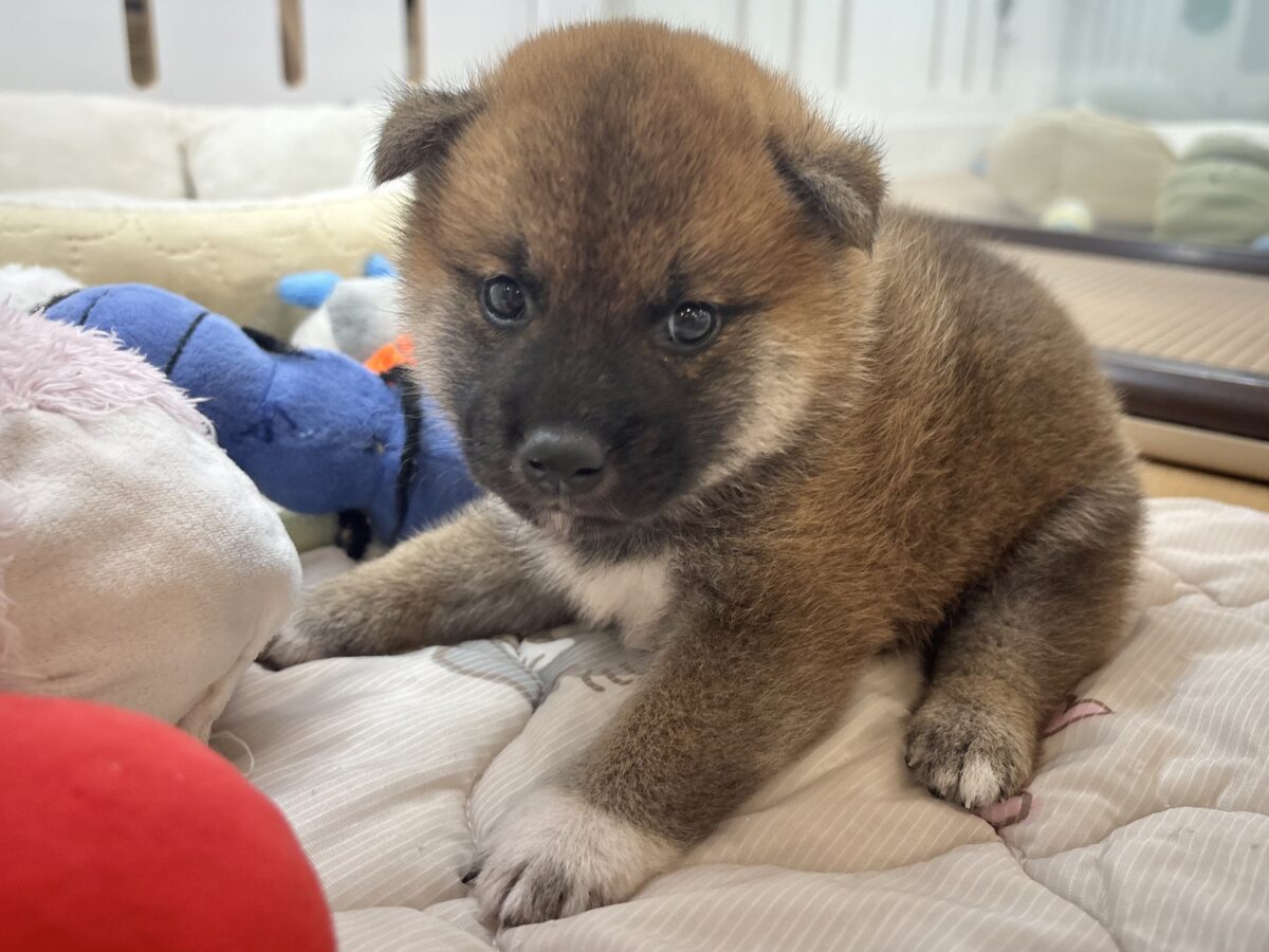 もちもちまんじゅう?柴犬くん! 柴犬