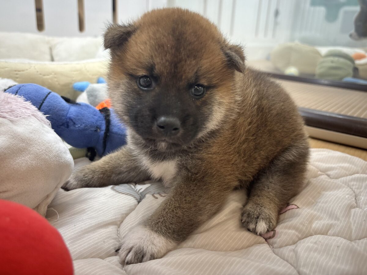 もちもちまんじゅう?柴犬くん! 柴犬