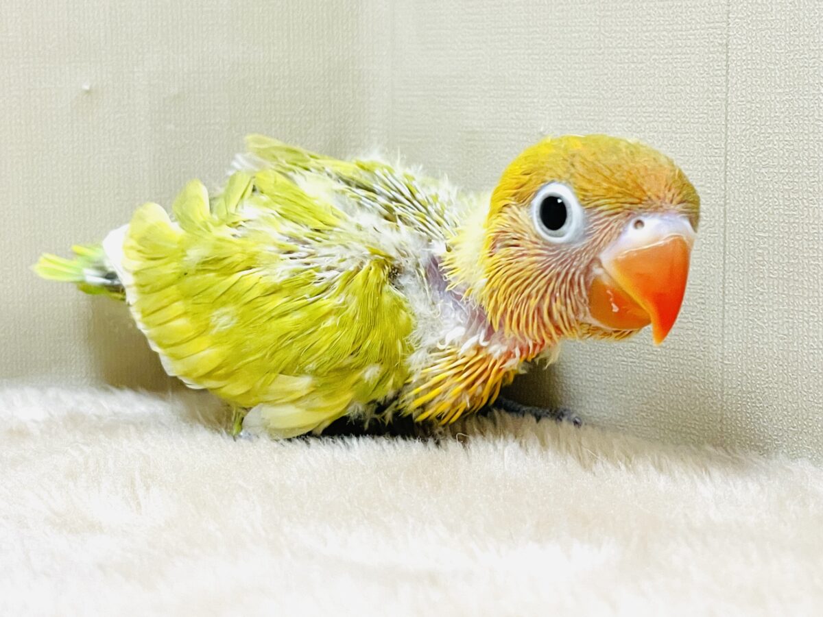 【最新画像】ポップで鮮やか✨ヤマブキボタンインコ(ヒナ) ヤマブキボタンインコ