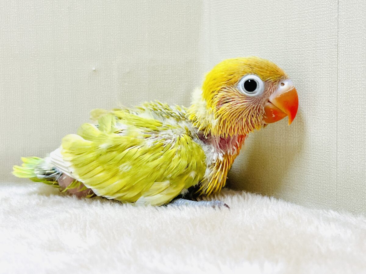 【最新画像】ポップで鮮やか✨ヤマブキボタンインコ(ヒナ) ヤマブキボタンインコ