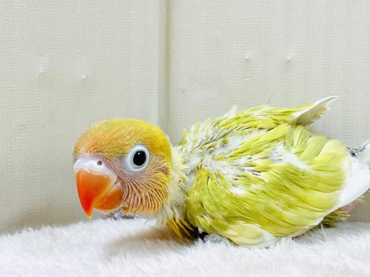 【最新画像】ポップで鮮やか✨ヤマブキボタンインコ(ヒナ) ヤマブキボタンインコ