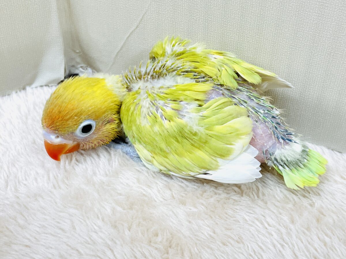【最新画像】ポップで鮮やか✨ヤマブキボタンインコ(ヒナ) ヤマブキボタンインコ