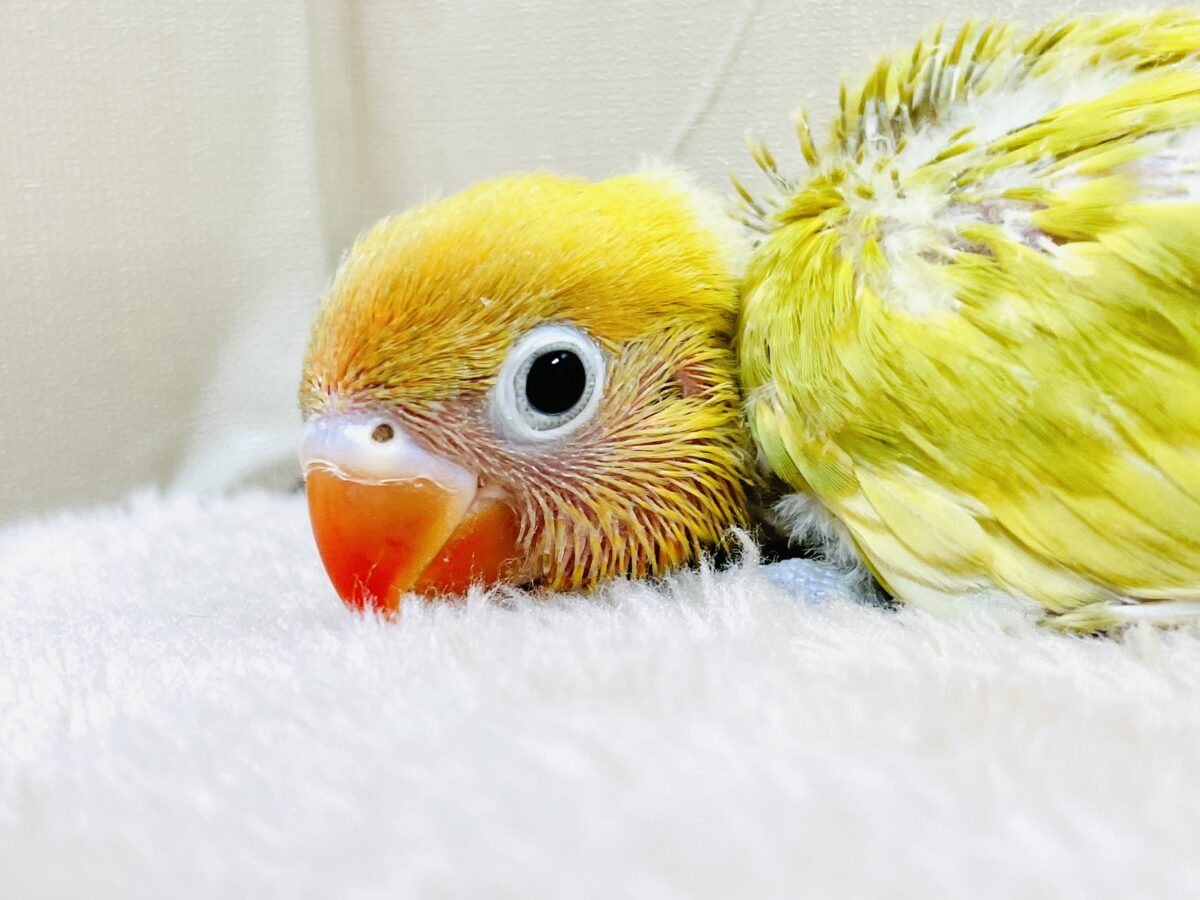 【最新画像】ポップで鮮やか✨ヤマブキボタンインコ(ヒナ) ヤマブキボタンインコ