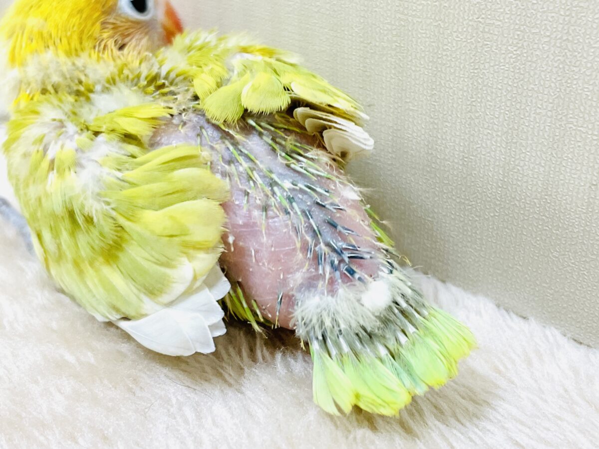 【最新画像】ポップで鮮やか✨ヤマブキボタンインコ(ヒナ) ヤマブキボタンインコ