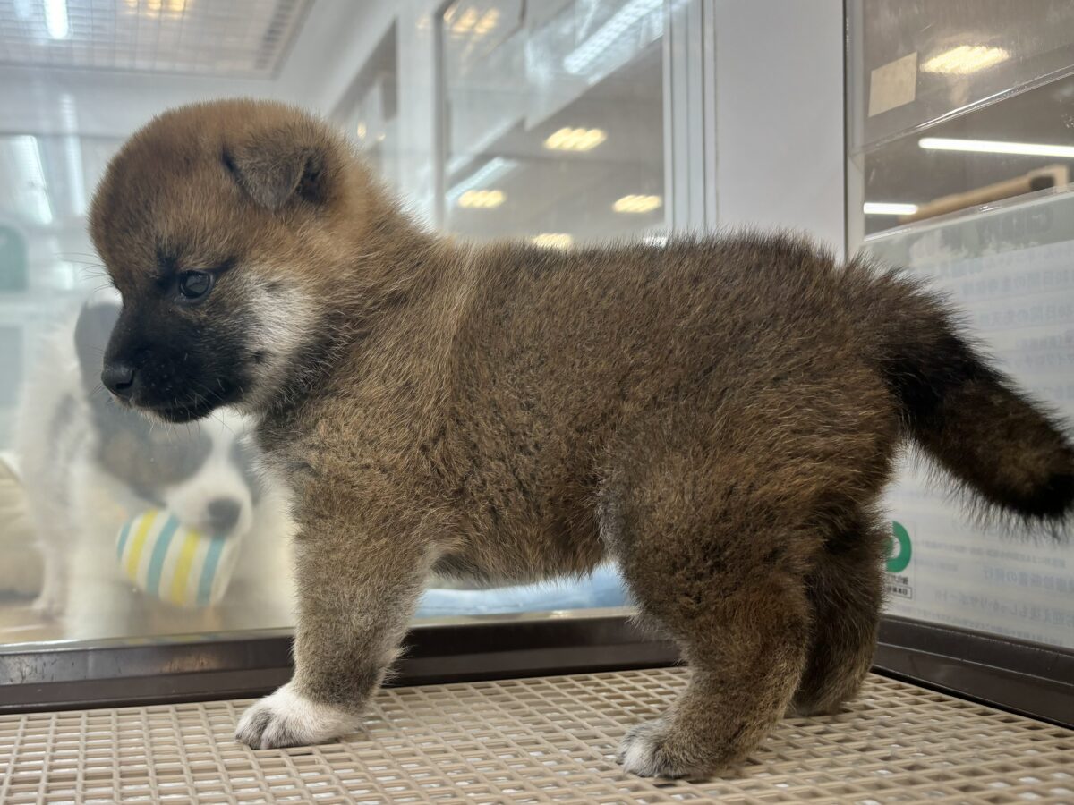 もちもちまんじゅう?柴犬くん! 柴犬