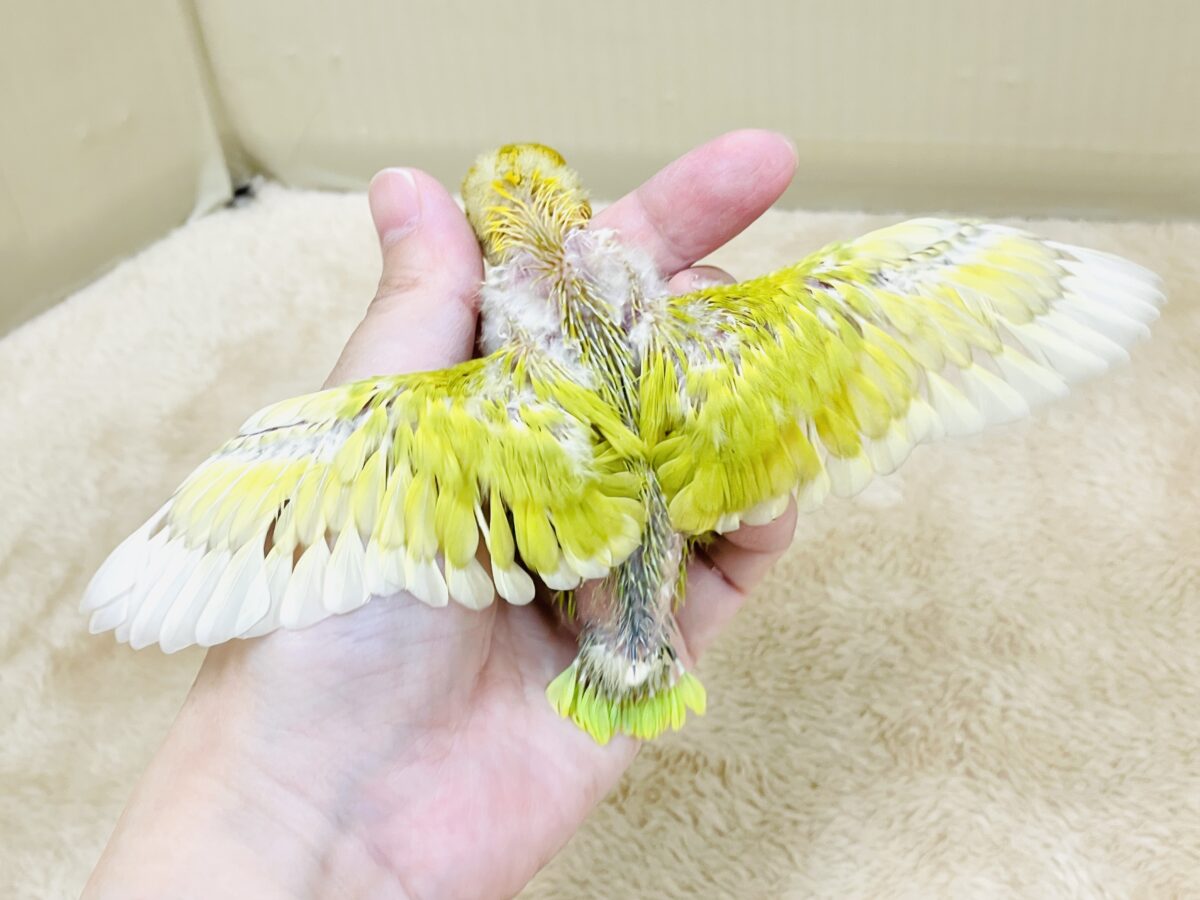 【最新画像】ポップで鮮やか✨ヤマブキボタンインコ(ヒナ) ヤマブキボタンインコ