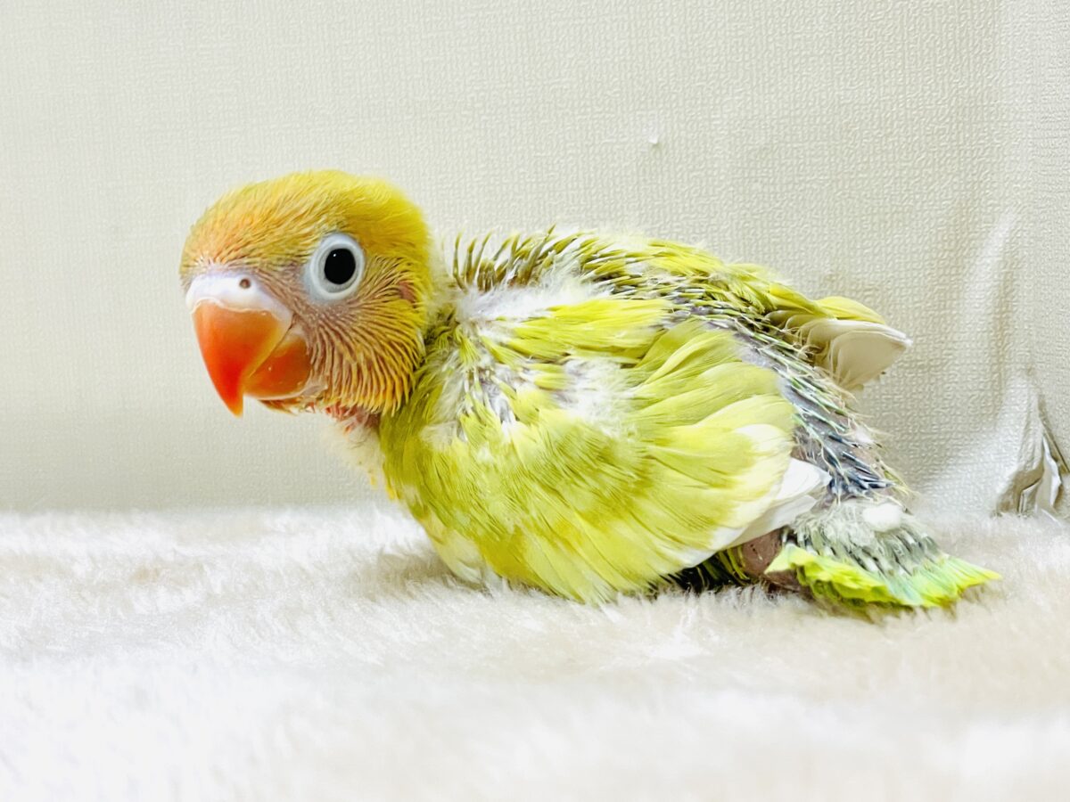 【最新画像】ポップで鮮やか✨ヤマブキボタンインコ(ヒナ) ヤマブキボタンインコ