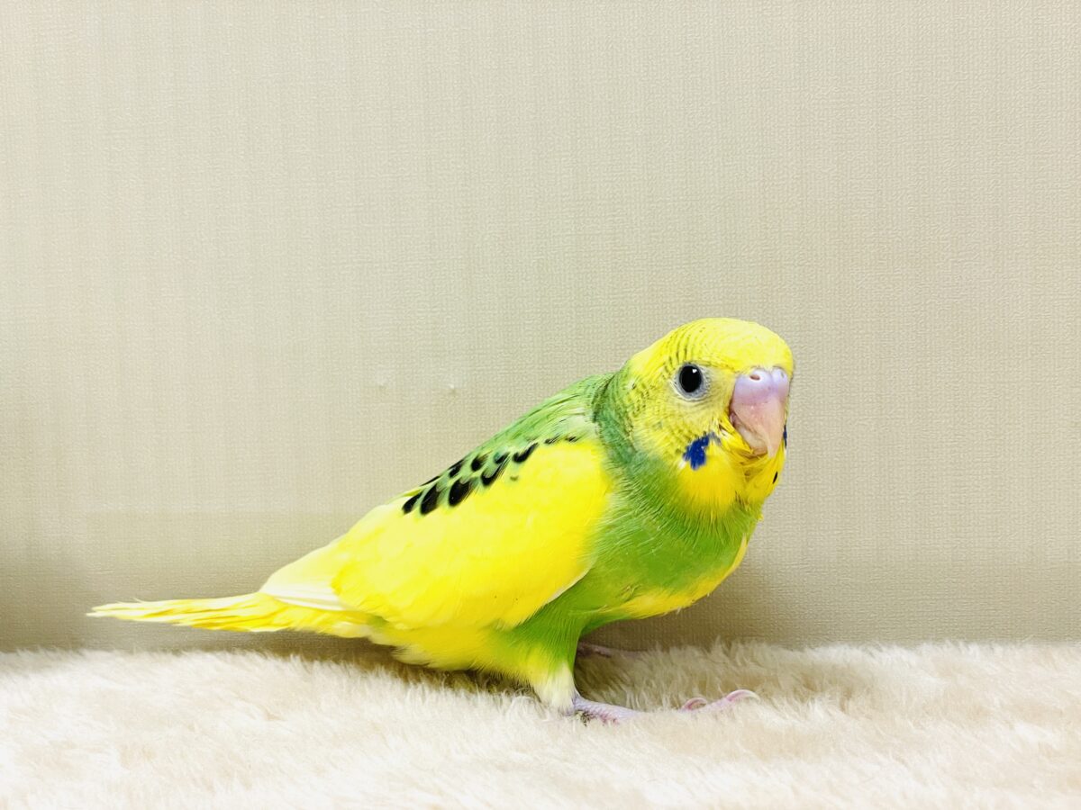 元気いっぱいやってきたよ〜❣️セキセイインコ(ヒナ) セキセイインコ