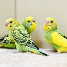 元気いっぱいやってきたよ〜❣️セキセイインコ（ヒナ）