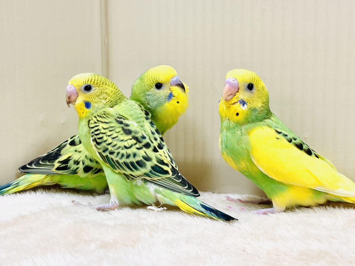 元気いっぱいやってきたよ〜❣️セキセイインコ(ヒナ) セキセイインコ