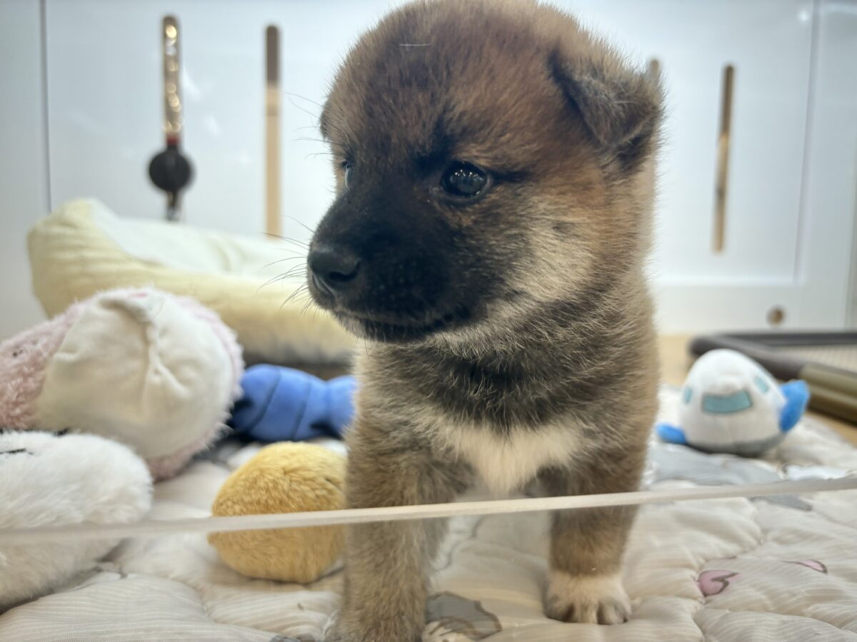 もちもちまんじゅう?柴犬くん! 柴犬