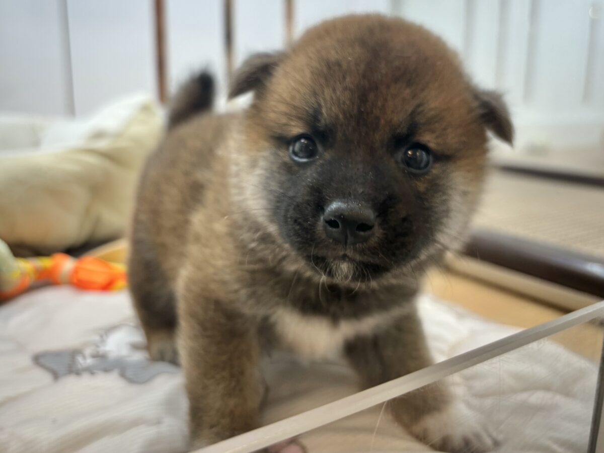 もちもちまんじゅう?柴犬くん! 柴犬