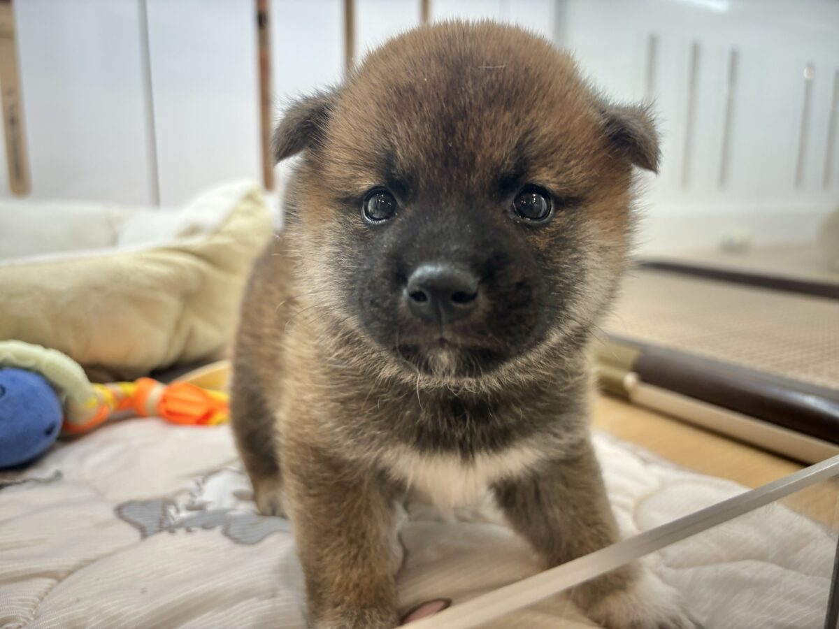 もちもちまんじゅう?柴犬くん! 柴犬