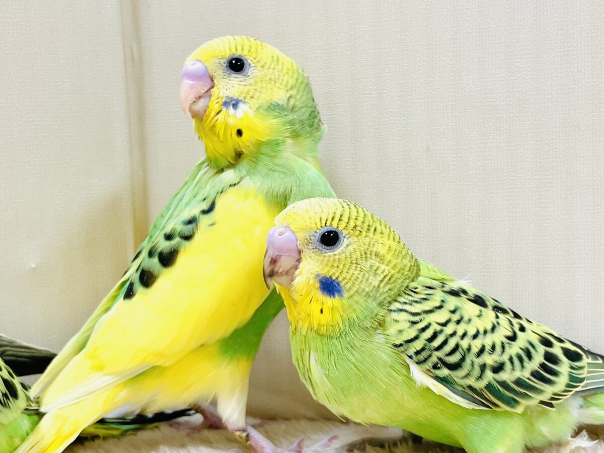 元気いっぱいやってきたよ〜❣️セキセイインコ(ヒナ) セキセイインコ