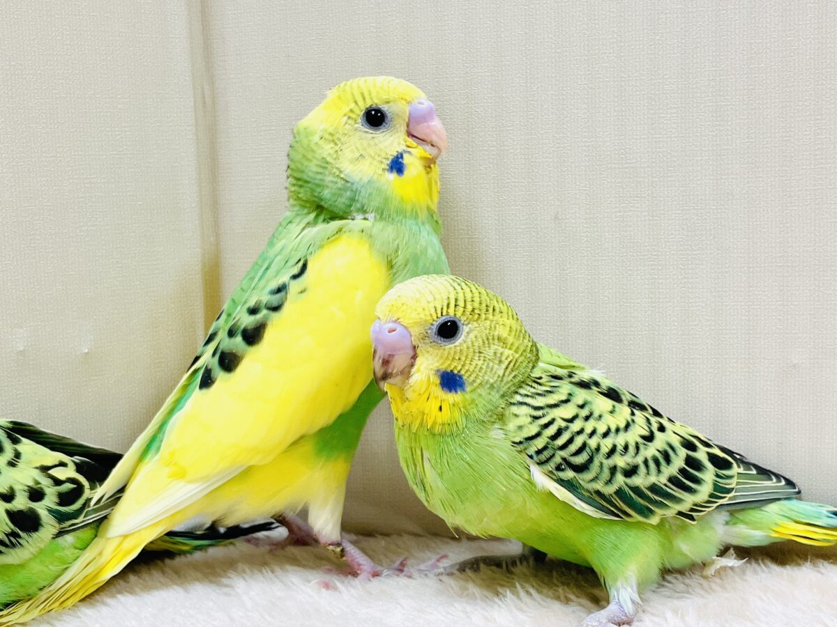 元気いっぱいやってきたよ〜❣️セキセイインコ(ヒナ) セキセイインコ