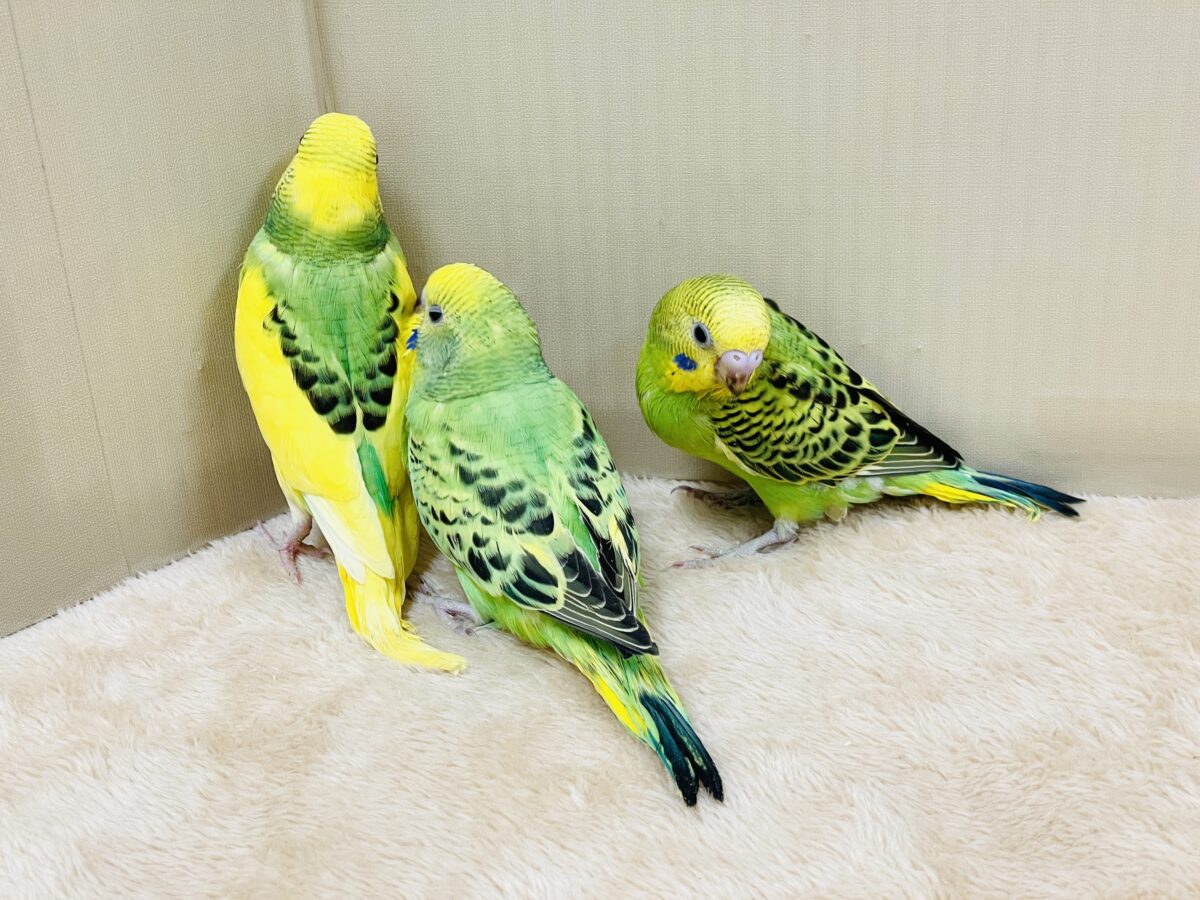 元気いっぱいやってきたよ〜❣️セキセイインコ(ヒナ) セキセイインコ