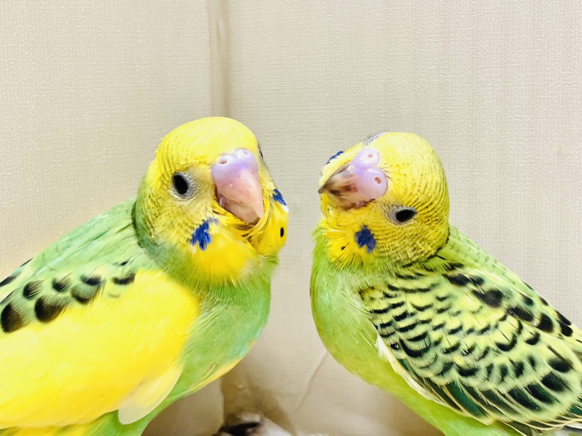 元気いっぱいやってきたよ〜❣️セキセイインコ(ヒナ) セキセイインコ