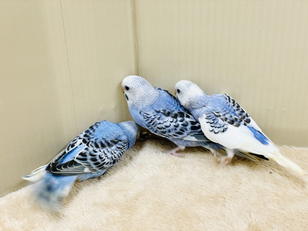 元気いっぱいやってきたよ〜❣️セキセイインコ(ヒナ) セキセイインコ