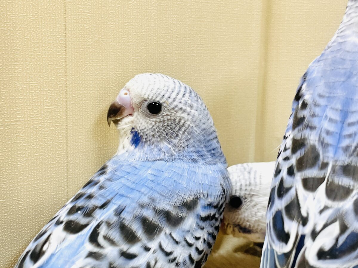 元気いっぱいやってきたよ〜❣️セキセイインコ(ヒナ) セキセイインコ