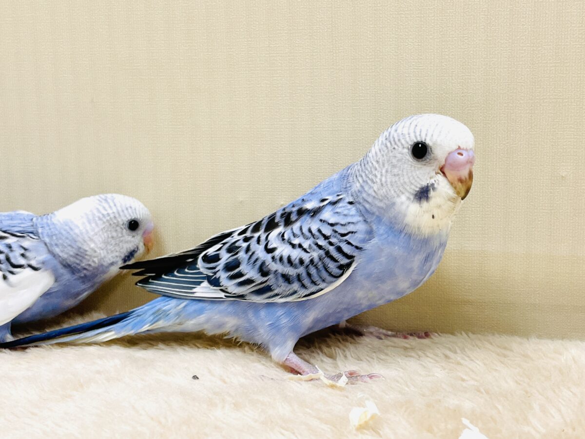 元気いっぱいやってきたよ〜❣️セキセイインコ(ヒナ) セキセイインコ